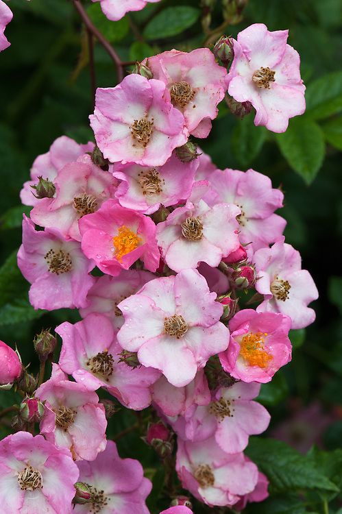 pink and white flowers with green leaves in the background