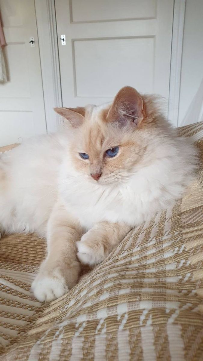 a fluffy cat laying on top of a bed next to a white door with blue eyes