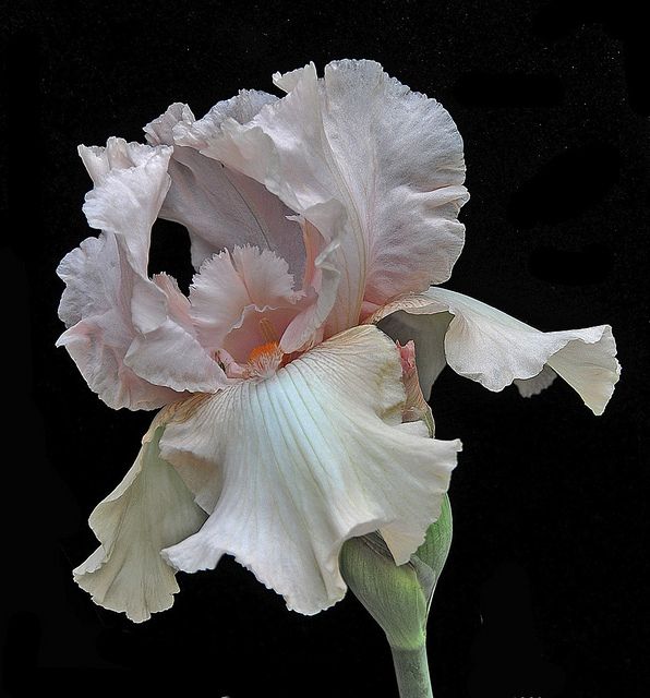 a large white flower with pink petals on a black background in the middle of its bloom