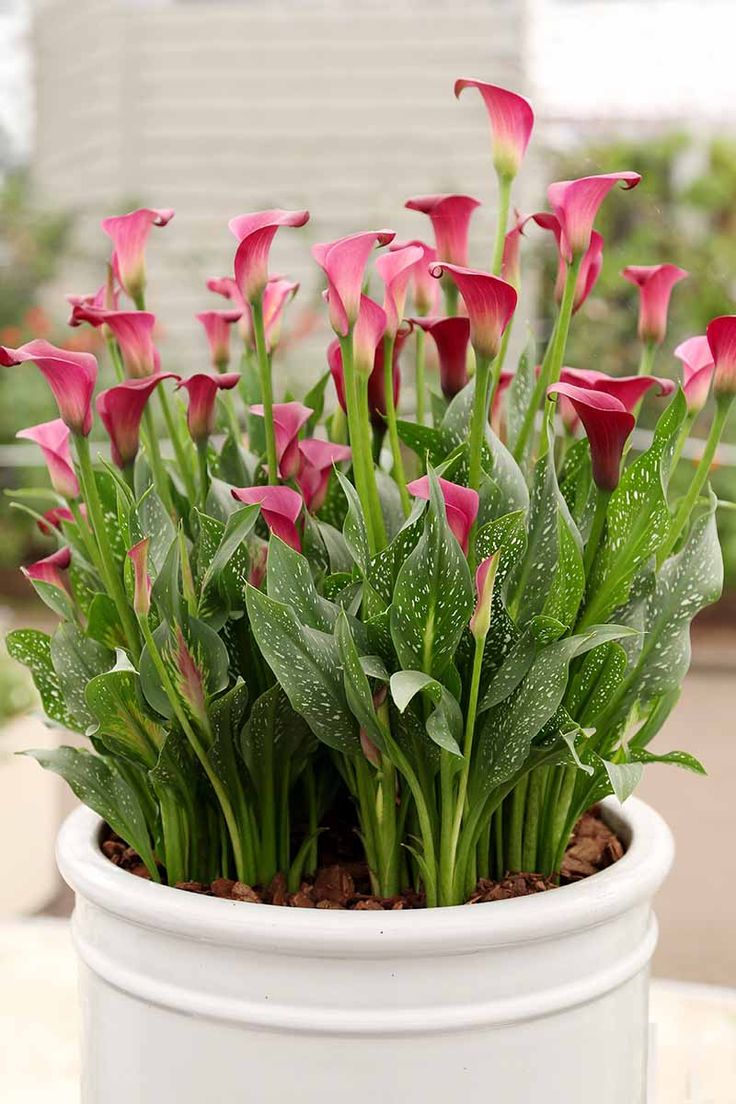 a potted plant with pink flowers and green leaves