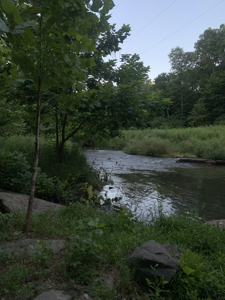 a river running through a lush green forest