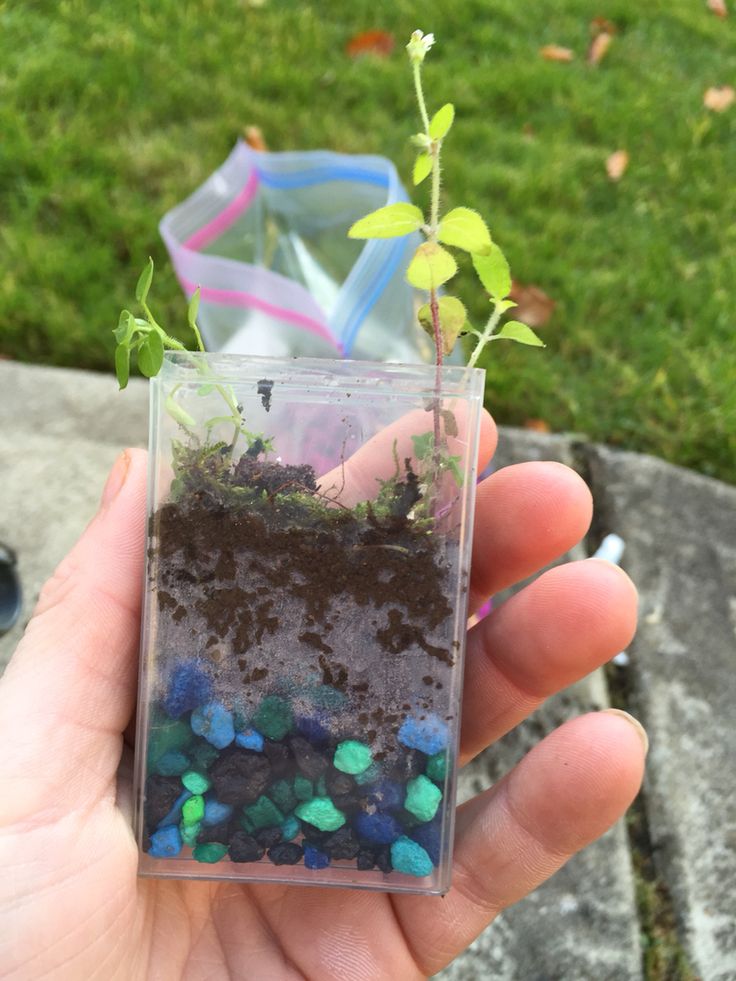 a person holding up a small plant in a clear container with rocks and dirt inside