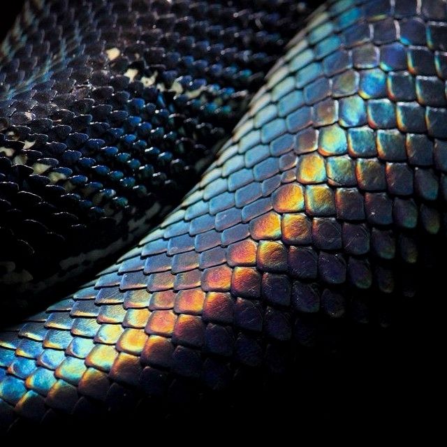 a close up view of the skin of a snake's head, with blue and yellow scales