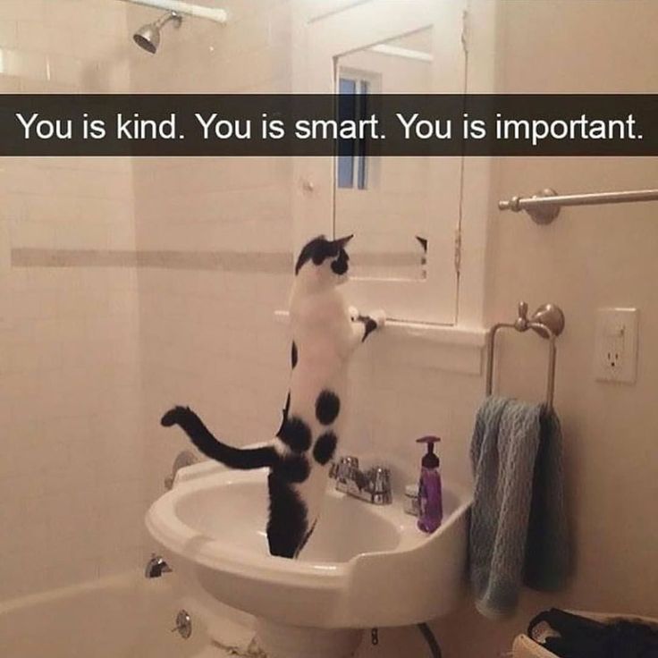 a cat standing on its hind legs in a bathroom sink with the caption, yep, still hot