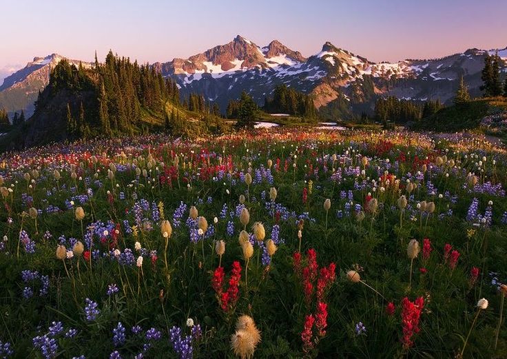 a field full of wildflowers with mountains in the background