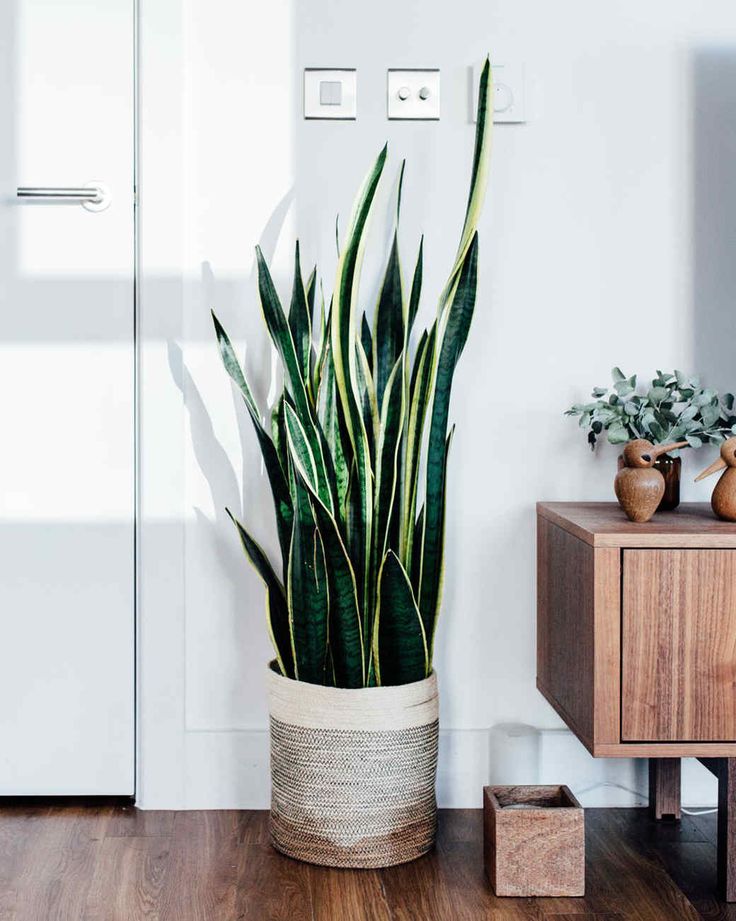 a potted plant sitting on top of a wooden table next to a tv monitor