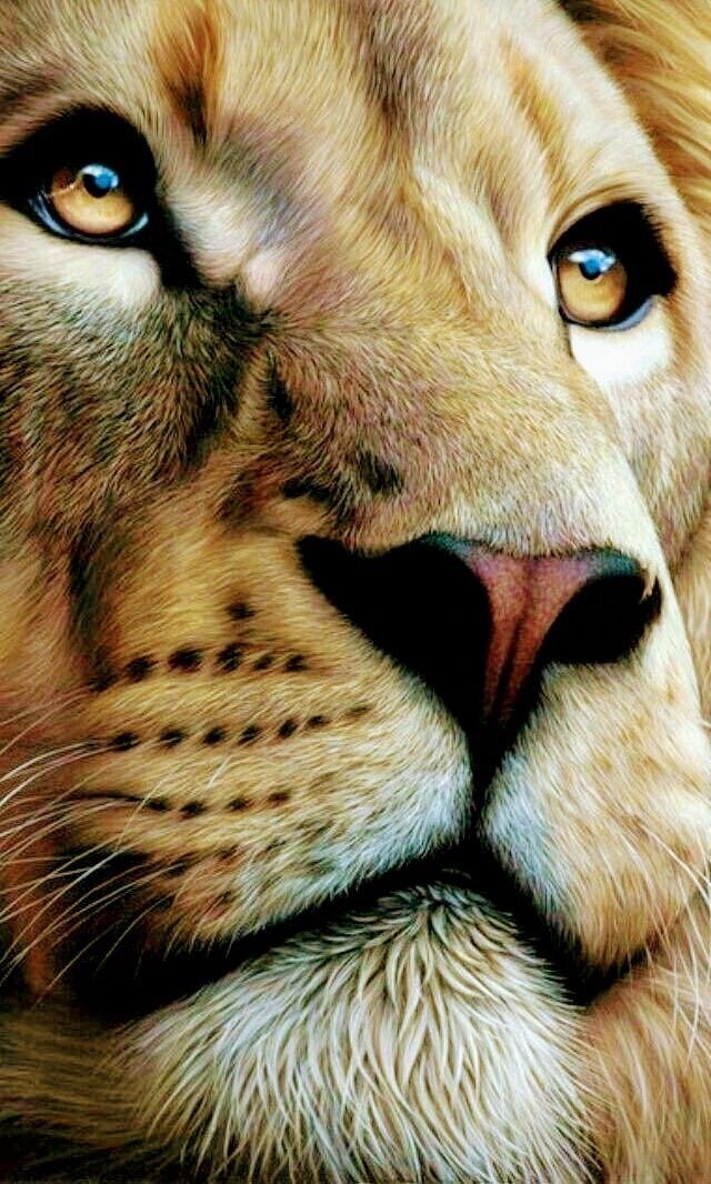 a close up of a lion's face with blue eyes