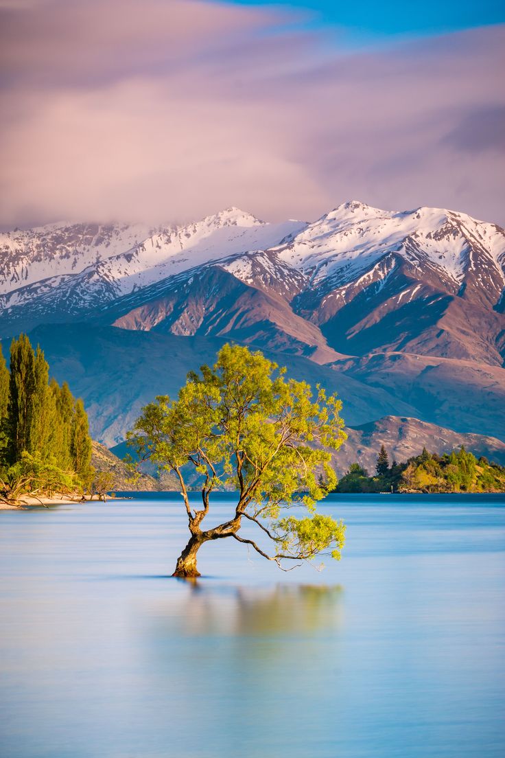 a lone tree sits in the middle of a lake with mountains in the background and snow - capped peaks