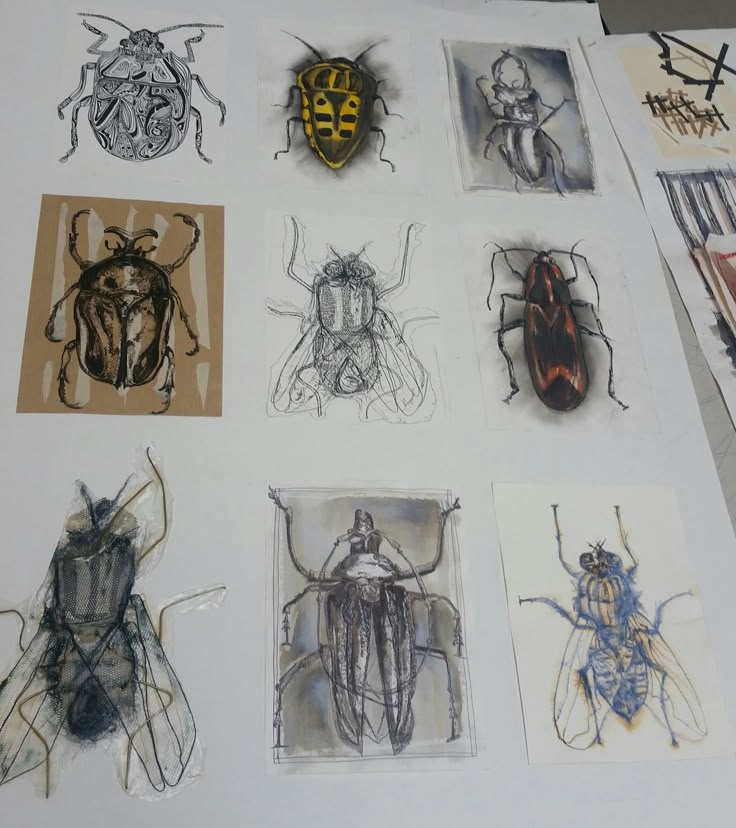 some drawings and pictures of bugs on a table