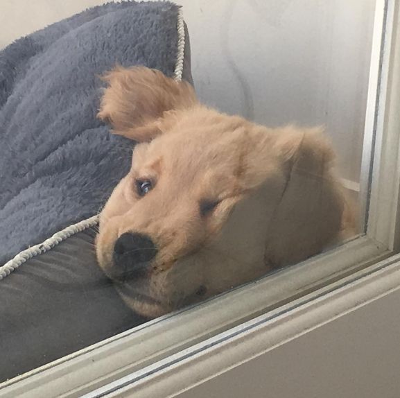 a brown dog laying on top of a window sill next to a blue blanket