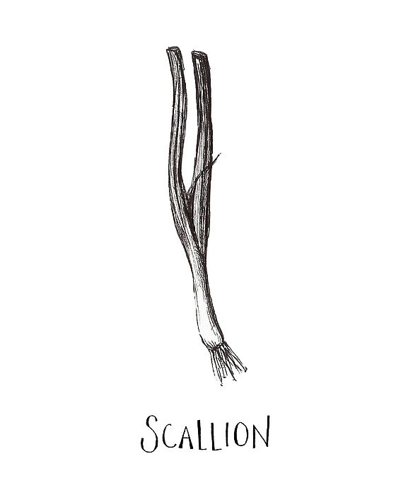 the scallion plant is drawn in black ink on a white paper with an inscription underneath it