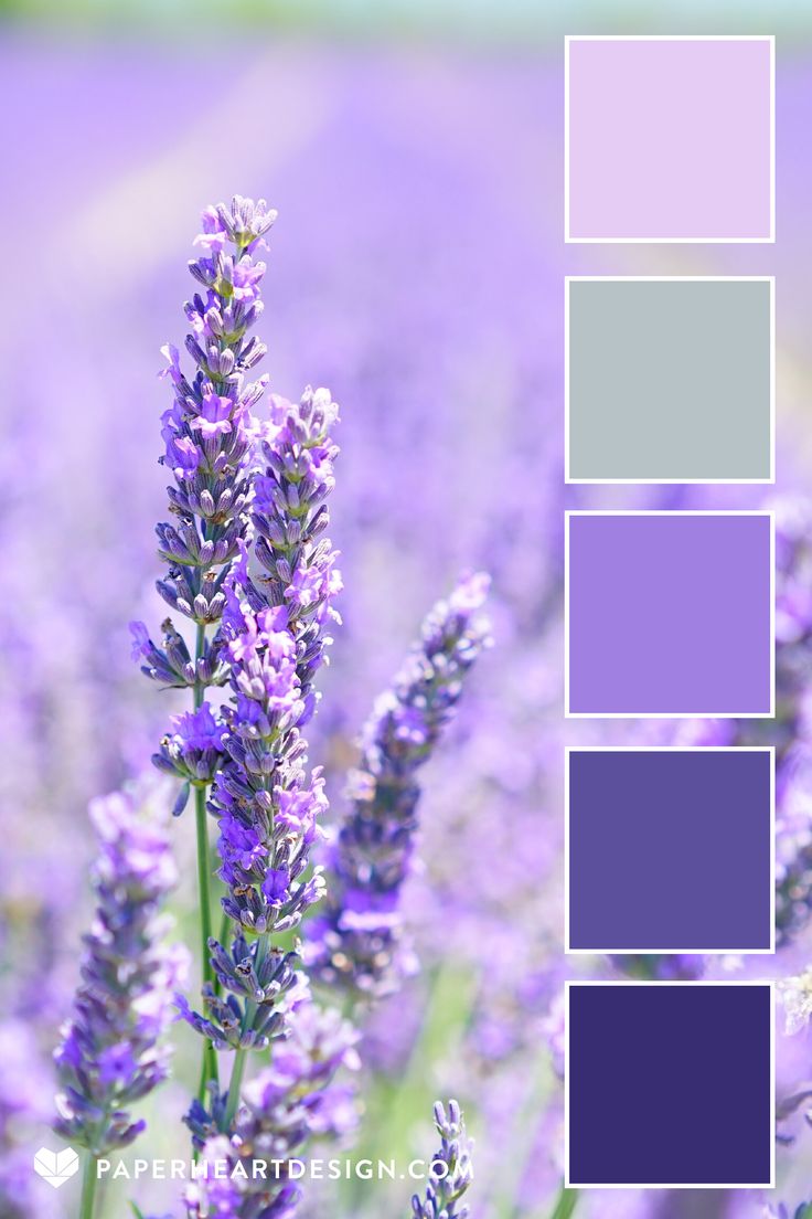 the color scheme is purple and lavender