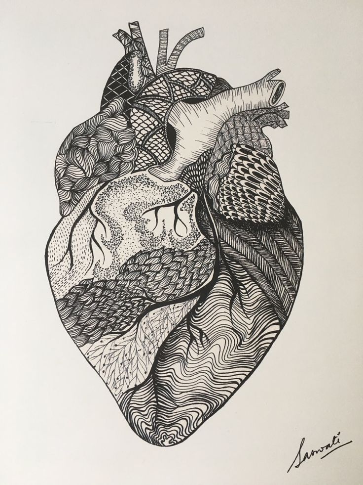 a black and white drawing of a human heart