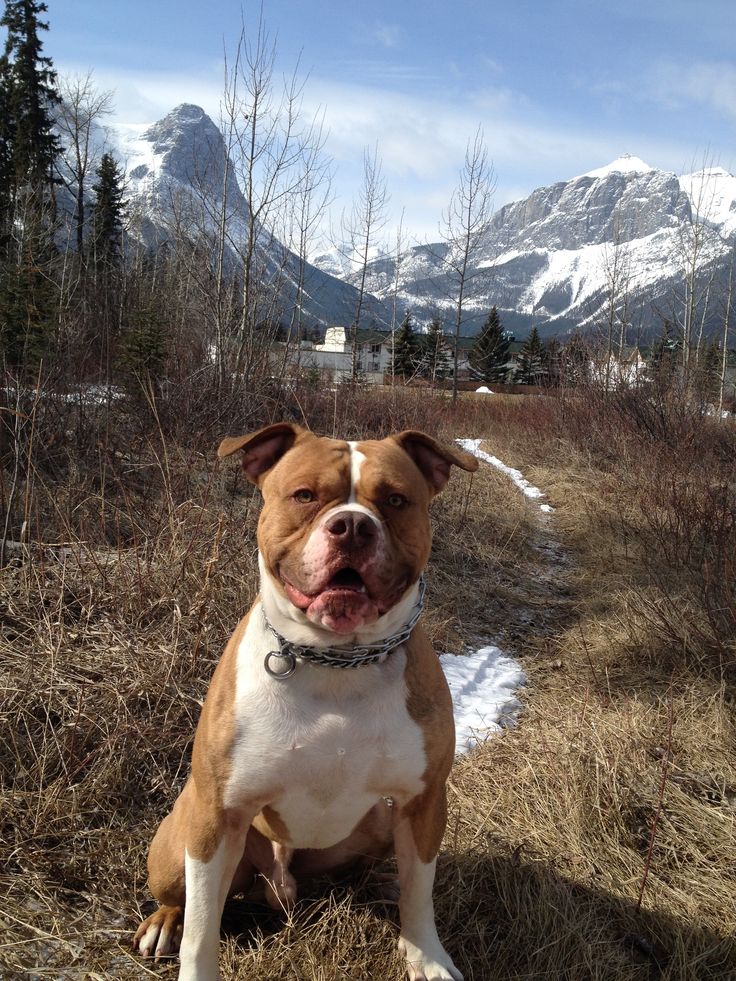 a brown and white dog sitting on top of a grass covered field next to snow covered mountains