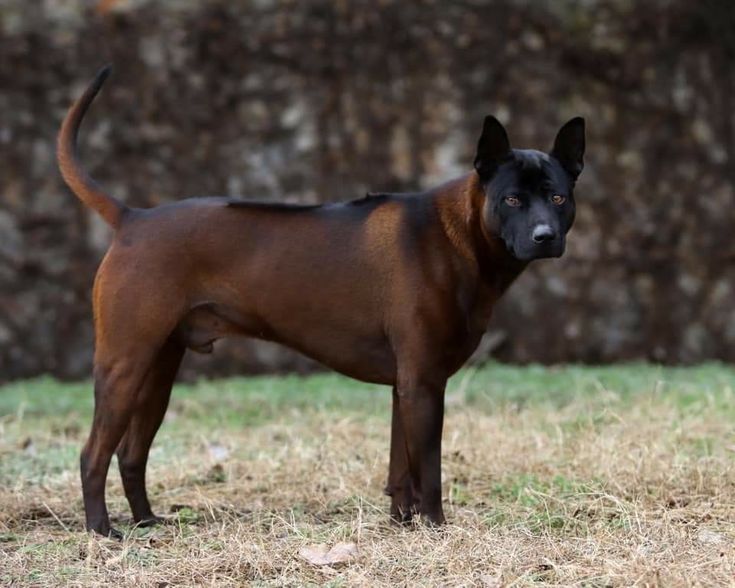 a black and brown dog standing on top of a grass covered field next to a stone wall