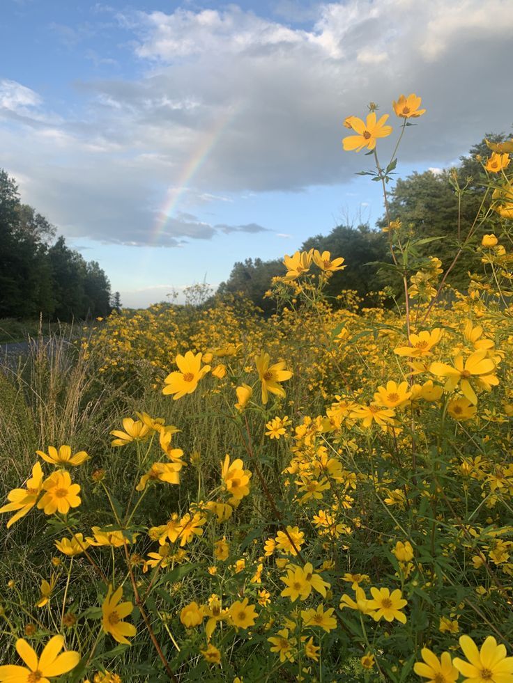 yellow flowers are in the foreground and a rainbow is in the sky behind them