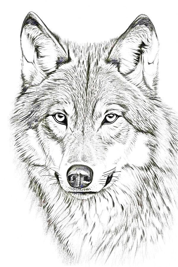 a black and white drawing of a wolf's face