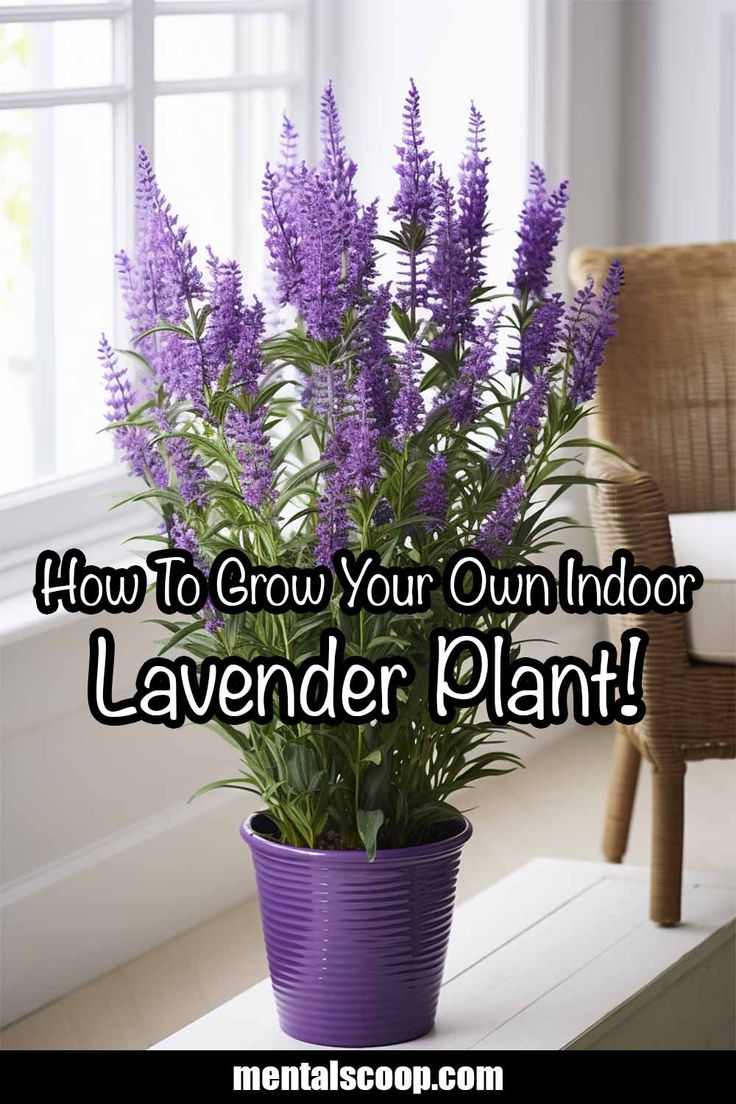 a purple potted plant with the words how to grow your own indoor lavender plant