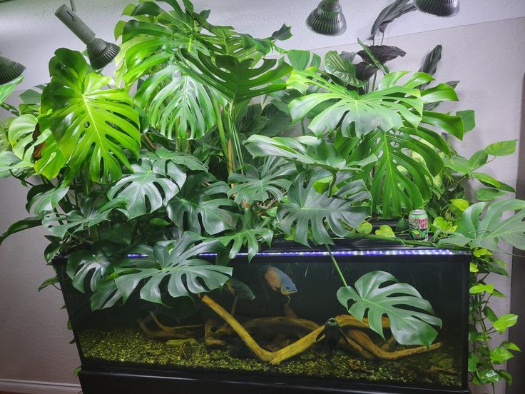 a fish tank filled with lots of green plants and water next to a wall mounted planter