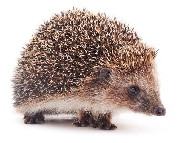 a small hedgehog on a white background