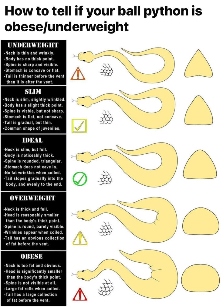 how to tell if your ball python is underweight