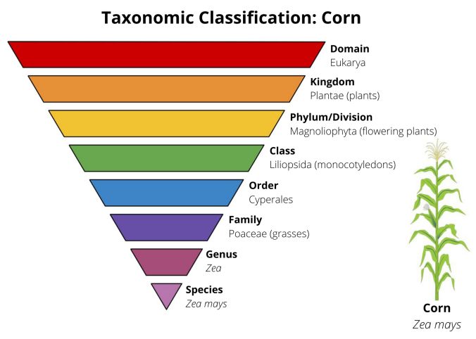 a diagram showing the different types of plants that are used to grow their own food