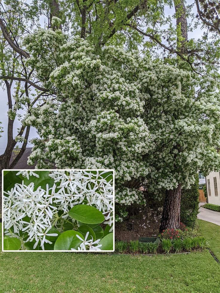 a tree with white flowers and green leaves in front of a house on a street