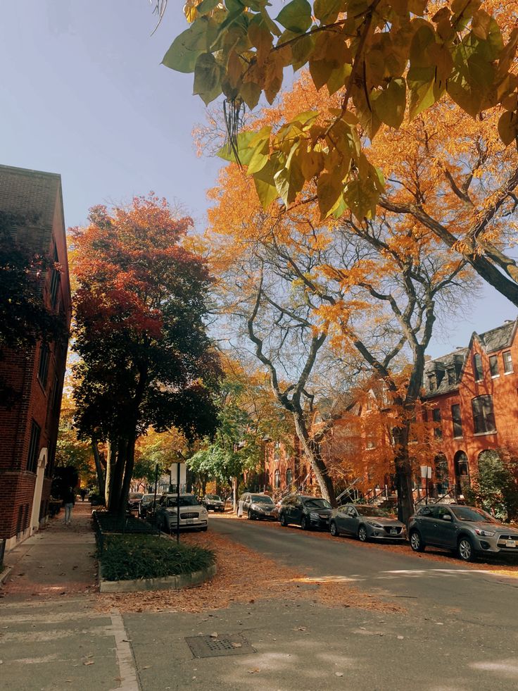 cars parked on the side of a street next to trees with yellow and orange leaves