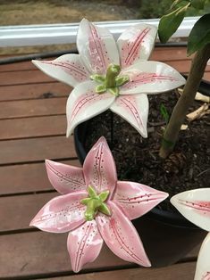 three pink and white flowers are in a pot