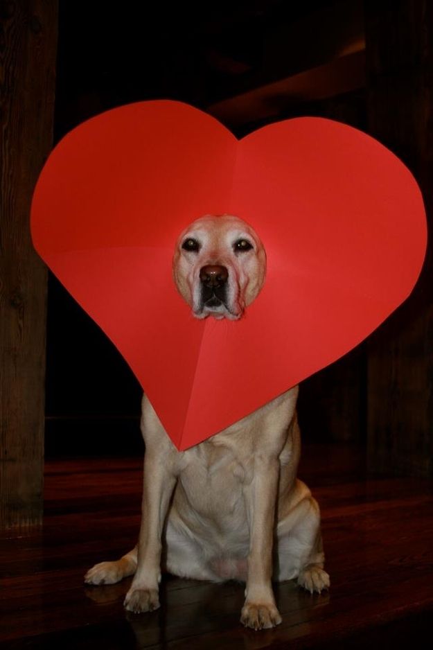 a dog with a heart shaped paper on its head