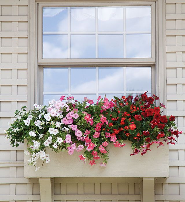 a window box filled with pink and white flowers