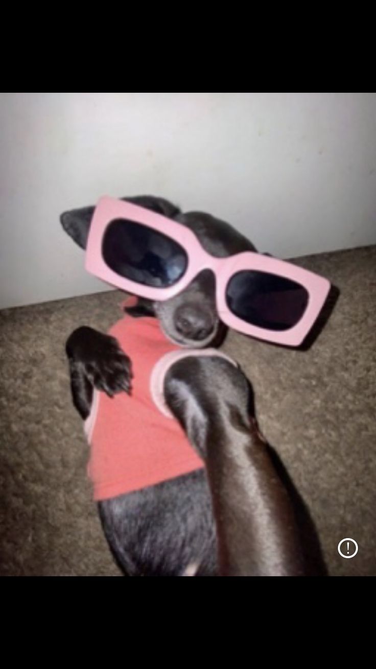 a dog wearing sunglasses and a sweater