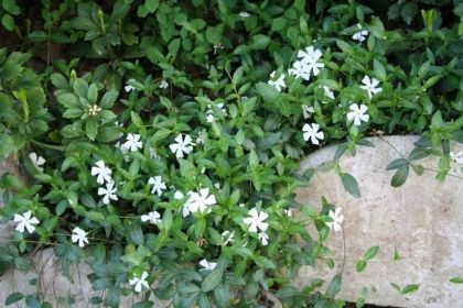 small white flowers growing on the side of a stone wall next to green leaves and shrubbery