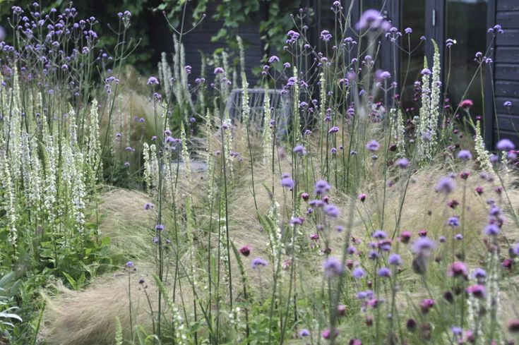 purple and white flowers are growing in the grass