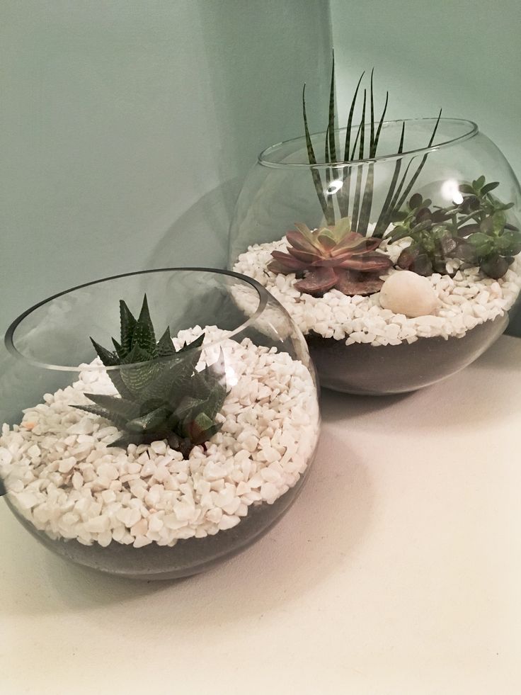 two glass bowls filled with plants on top of a white counter next to each other