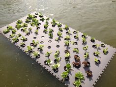 there are many small plants growing on the mat in the water, which is covered with plastic sheeting