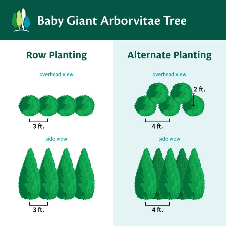 the baby giant arborite tree is shown in three different stages, and shows how it grows