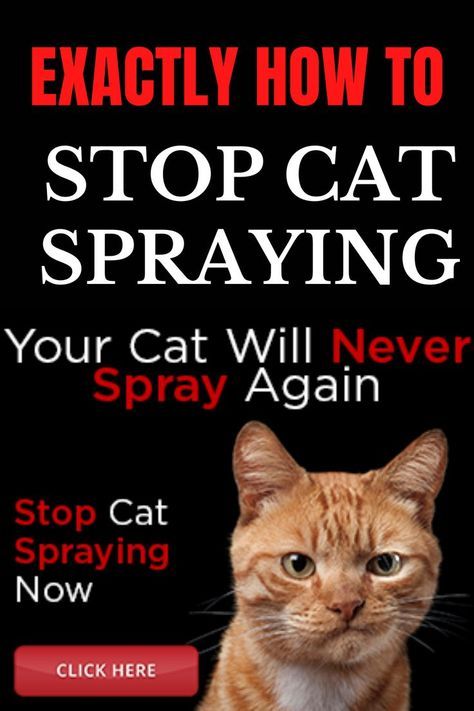 an orange cat sitting in front of a black background with the caption stop cat spraying your cat will never spray again