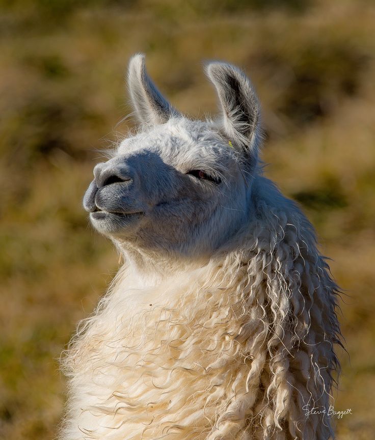 an alpaca looking up at the camera with its eyes closed and hair blowing in the wind