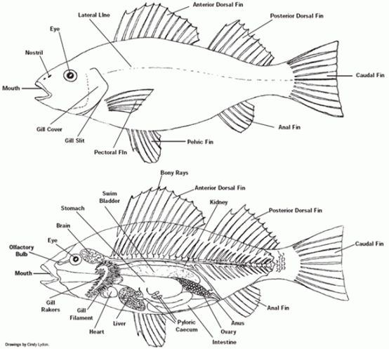 an image of fish labeled in the body