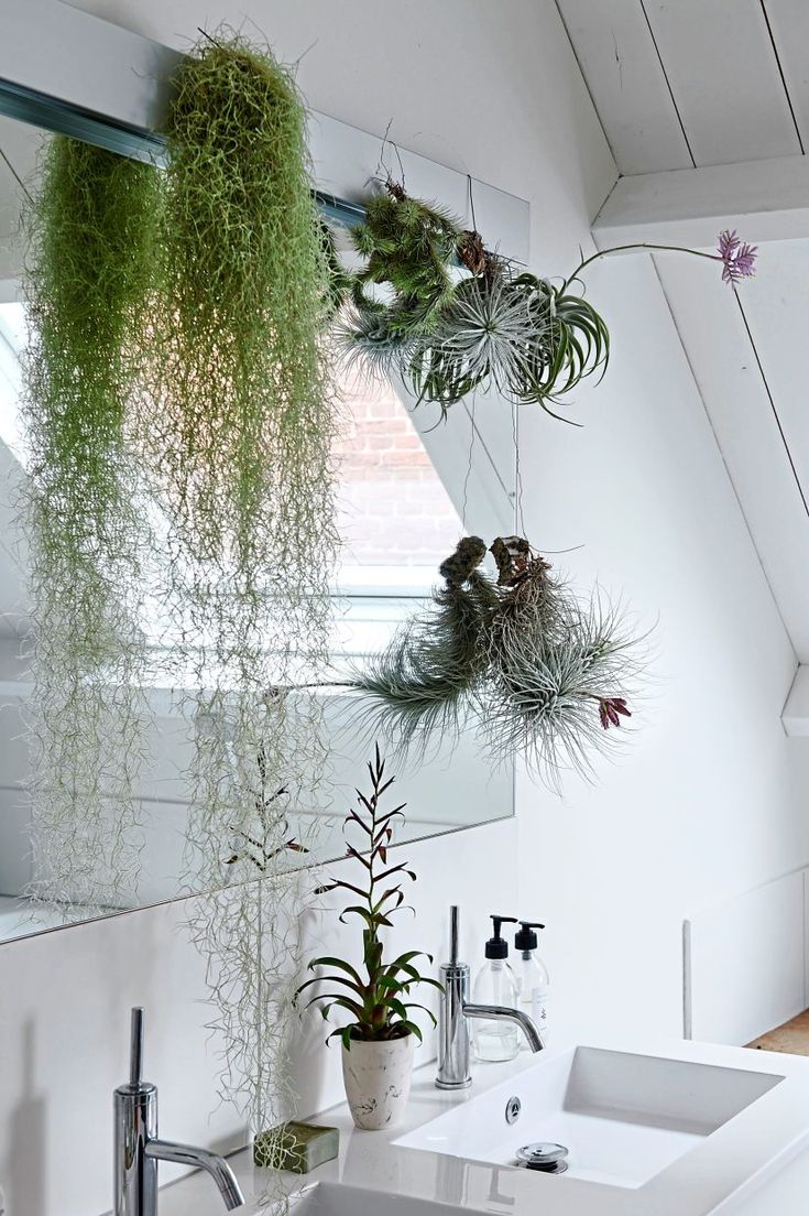 a bathroom with plants hanging from the ceiling