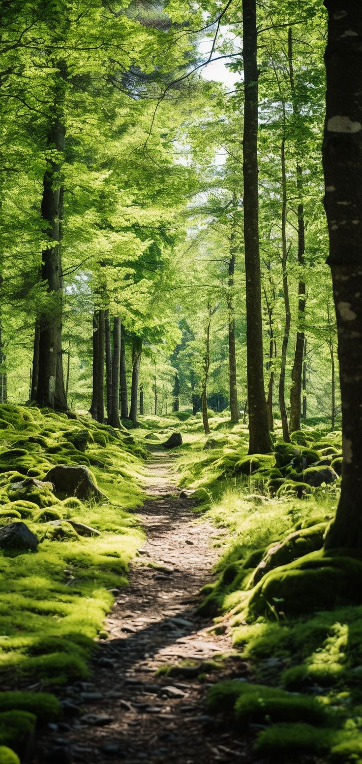 a dirt path in the middle of a forest with green moss growing on it's sides