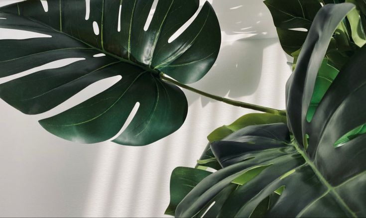 a large leafy plant is shown against a white wall