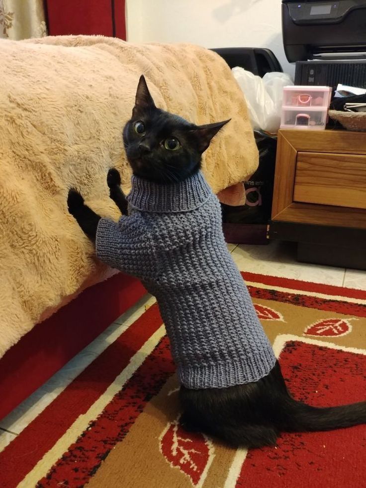 a black cat wearing a sweater standing on its hind legs in front of a bed