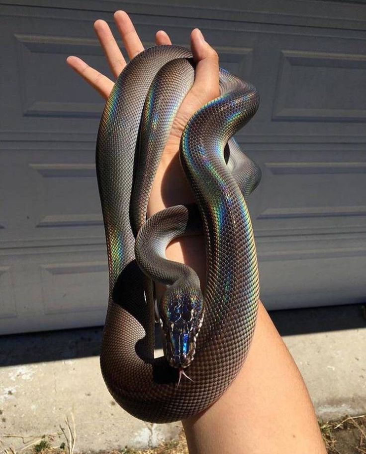 a hand holding a large snake in front of a garage door with it's mouth open