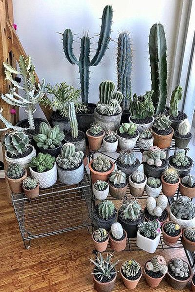 many different kinds of cactus in small pots