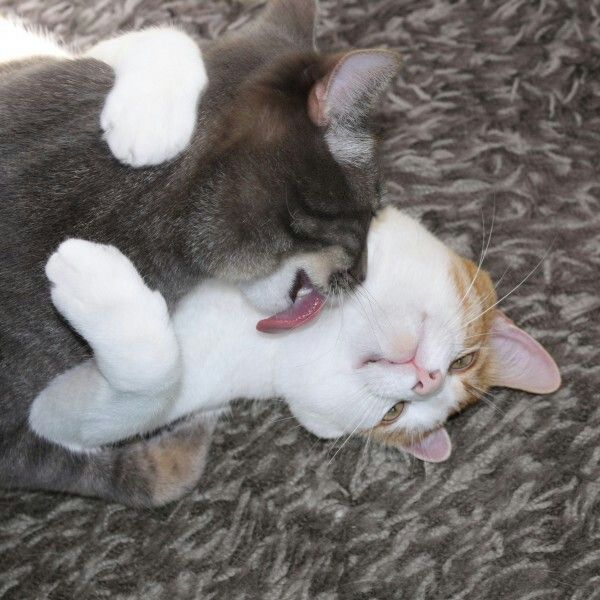 two cats are playing with each other on the carpeted floor, one has its mouth open and it's tongue out