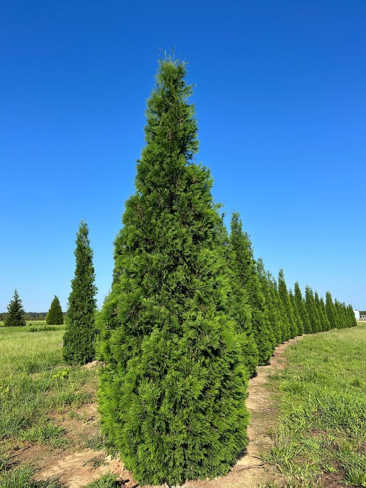 a row of trees in the middle of a field