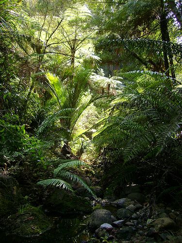 a forest filled with lots of green trees and plants next to rocks on the ground