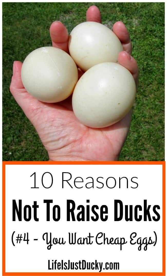 three eggs in someone's hand with the words 10 reasons not to raise ducks